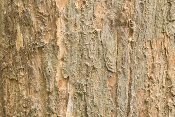 Teak tree bark texture fine quality wood