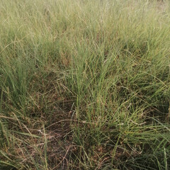 Natural Green Grass Field Texture in Daylight