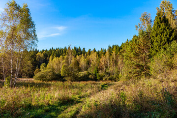 Fototapeta premium Graceful birches with golden leaves populate a sunny autumn glade. A gentle trail meanders through tall grasses towards the serene mixed forest under a clear sky