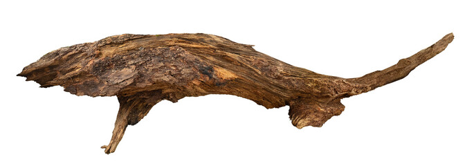 Weathered driftwood log. Driftwood isolated on transparent background
