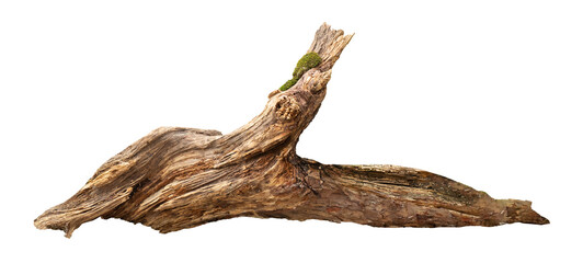 Driftwood branch moss or Weathered driftwood log. Driftwood isolated on transparent background	