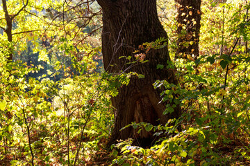 Ancient oak tree trunk with rough bark, bathed in warm autumn sunlight. Vibrant forest foliage surrounds, creating a tranquil and captivating woodland scene