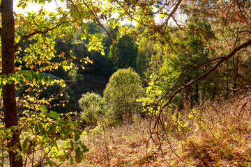 Vibrant autumnal woodland, sun-drenched canopy displaying a mix of green and golden leaves. A tranquil nature escape with lush foliage
