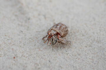 Close-up of a small hermit crab crawling on fine sandy beach, showcasing its patterned shell and delicate legs