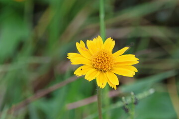 Yellow flower in the meadow with green grass background, Israel.