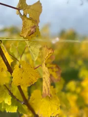 Weinanbau im Herbst © Jana Muranez