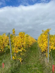 Herbstliche Landschaft in den Weinbergen © Jana Muranez