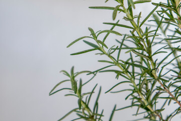 Obraz premium Rosemary plant, Fresh herb on white background
