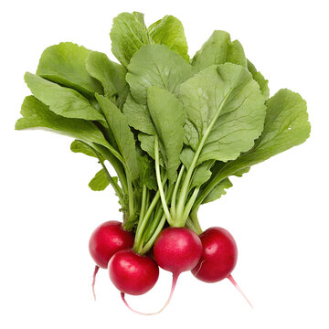 Isolated Bunch of Radishes with Green Leaves