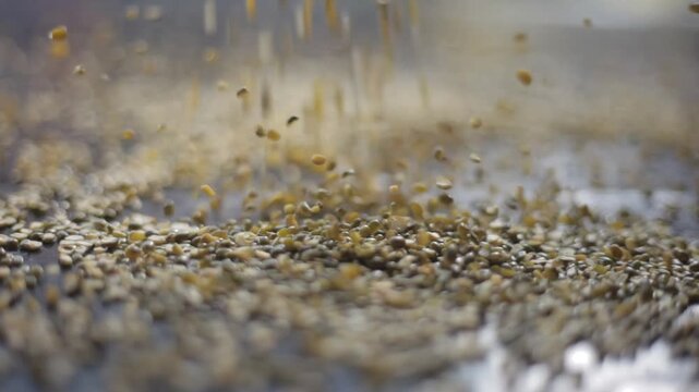 Green moong chilka dal grains falling on shiny black surface, close-up view of split lentils scattering with reflection and sparkle, natural organic food grain background for nutrition and agriculture