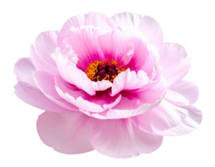  PNG flower head. Pink peony transparent background png