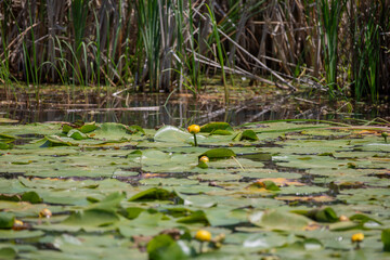 Lily pads with their yellow flowers in an Ontario marsh.