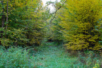 ​A forest path, overgrown with green grass and shrubbery, leads through an autumn forest where trees display yellow and green leaves. A bright yellow canopy on the right creates a contrast with the ri
