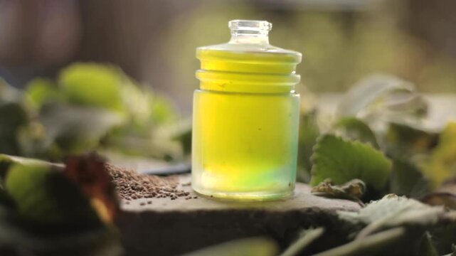 Trachyspermum ammi, Ajwain oil with leaves.