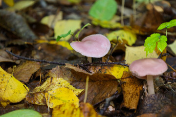 Two small mushrooms with delicate pink caps peek through a carpet of autumn leaves. Yellow and brown fallen leaves create a colorful contrast around them.