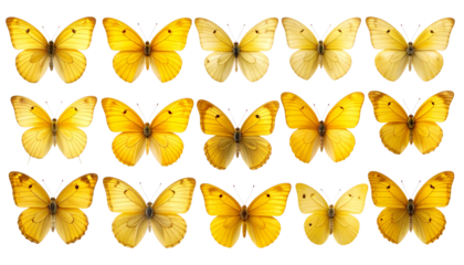  Set of Bright Yellow Butterflies on White or Transparent Background PNG