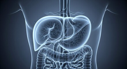 Detailed x-ray view of human liver and digestive system glowing in soft blue light, futuristic medical realism with wide copyspace