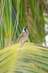 Small brown bird perched on tropical palm leaf with green blurred background