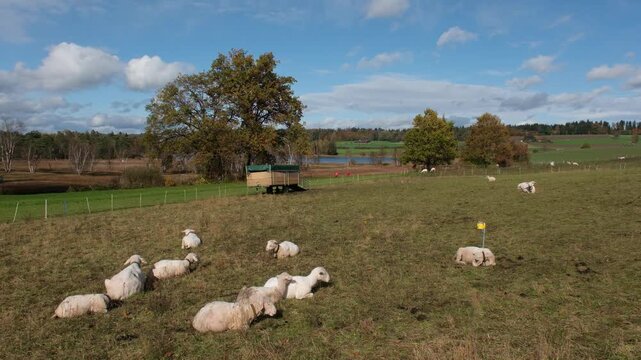 Gl&uuml;ckliche Schafe auf Bauernwiese, artgerechte Tierhaltung unter freiem Himmel im Herbst