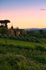 Sonnenuntergang in den Weinbergen in der Toskana