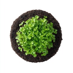Fresh Green Seedlings Growing in Rich Dark Soil Isolated on White Background Perfect for Gardening and Nature Themes