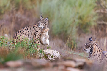 Iberischer Luchs mit Wildkaninchen
