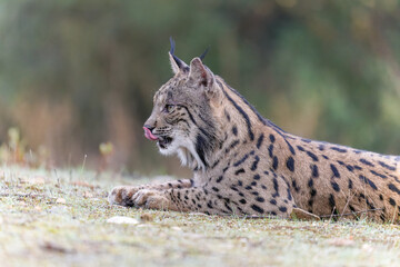 Iberischer Luchs liegt entspannt auf der Wiese