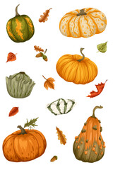 Autumn harvest set with various pumpkins and colorful leaves isolated on white background. Vector hand drawn illustration for seasonal design, packaging, stickers sheet, wrapping, print, web
