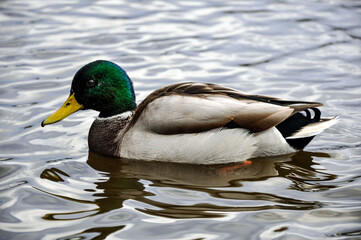 Obraz premium A male mallard duck, or drake, is gracefully swimming on the surface of the water. The photograph captures in detail how the water ripples around the bird, creating soft waves that highlight the calm 