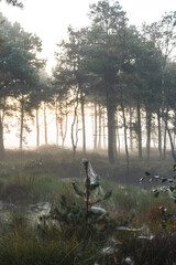 L&uuml;neburg Heath in autumn