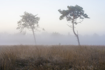 L&uuml;neburg Heath in autumn