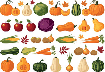 Need Autumn harvest set. Collections of pumpkin, squash, apple, cabbage and other types of vegetables. Vector art with white Background.