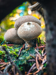 Mushroom family in the forest