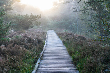 Lüneburg Heath in autumn