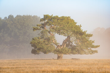 L&uuml;neburg Heath in autumn