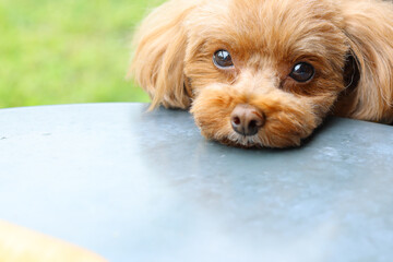 テラス席が心地良くて眠たそうなトイ・プードル