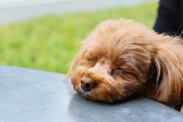 テラス席が気持ち良くて寝ているトイ・プードルの顔のアップ