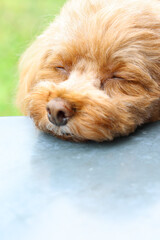 テラス席が気持ち良くて寝ているトイ・プードルの顔のアップ