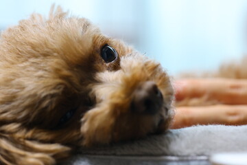 トイ・プードルの顔のアップ