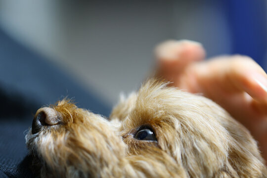 飼い主を見つめるトイ・プードルの瞳