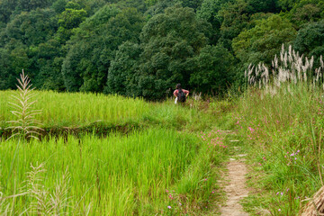 Trekking in the wildreness