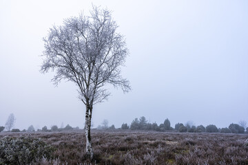 L&uuml;neburg Heath in winter