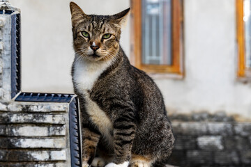 Tabby Cat with Green Eyes Sitting Outdoors on Stone Ledge in Natural Light