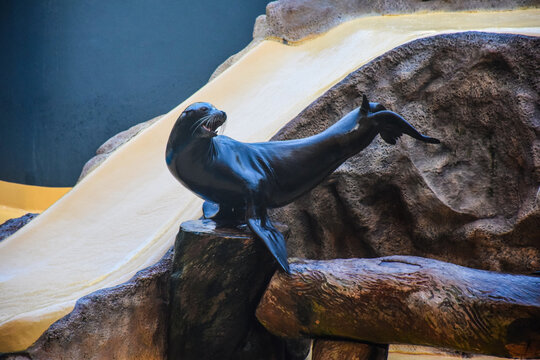 Sea Lion Performing at Loro Parque in Tenerife