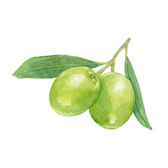 水彩で描いたオリーブのイラスト　グリーンオリーブの実がついた枝