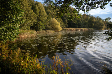 Fototapeta premium lake in the forest