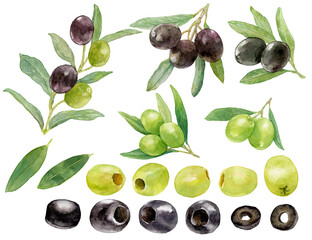オリーブの水彩イラスト素材集　