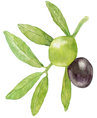 水彩で描いたオリーブのイラスト　オリーブの実がついた枝