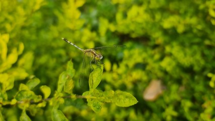 Dragonfly Resting on Vibrant Yellow Green Foliage in Natural Sunlight Garden Scene