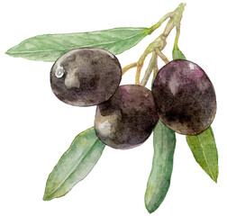 水彩で描いたオリーブのイラスト　ブラックオリーブの実がついた枝